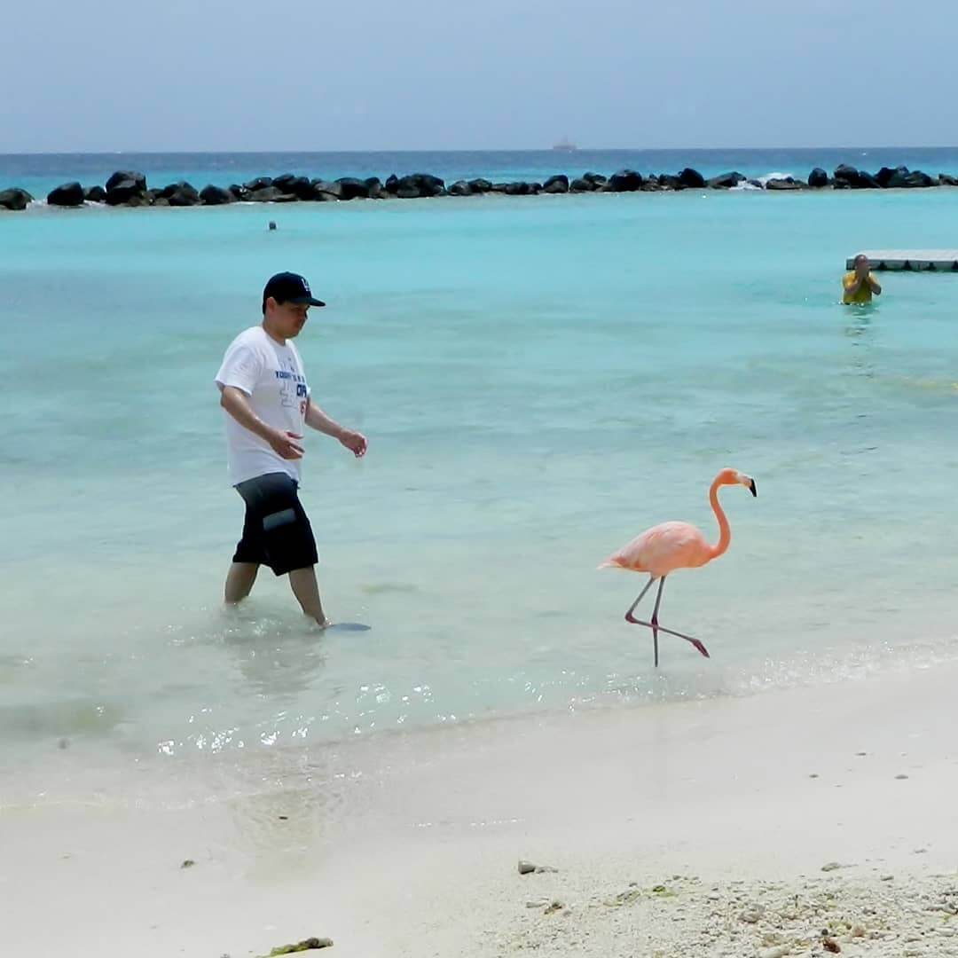 Qué hacer en Aruba: ir a Flamingo's Beach