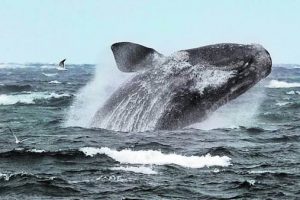 ballena franca