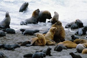 Lobos marinos