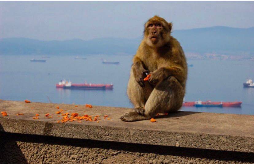 Qué ver en el Peñón de Gibraltar: sus monos