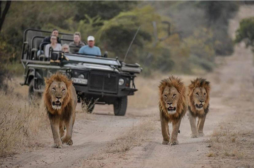 Safaris en Sudáfrica