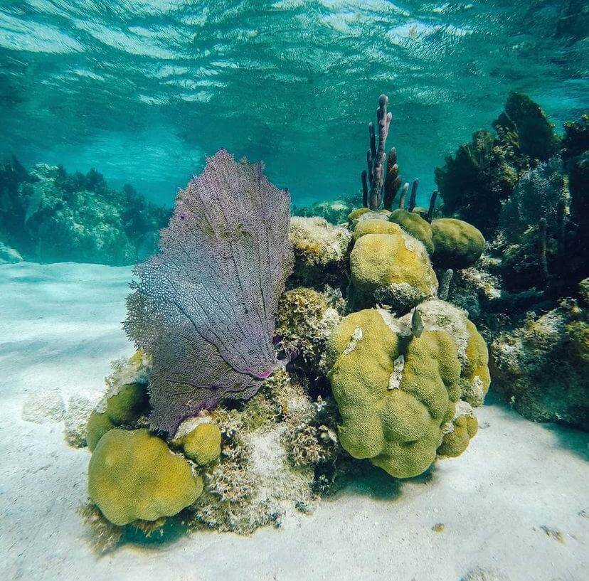 Gran Barrera de Coral en Belice