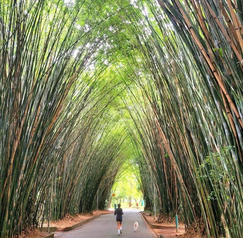 Parque Ibirapuera