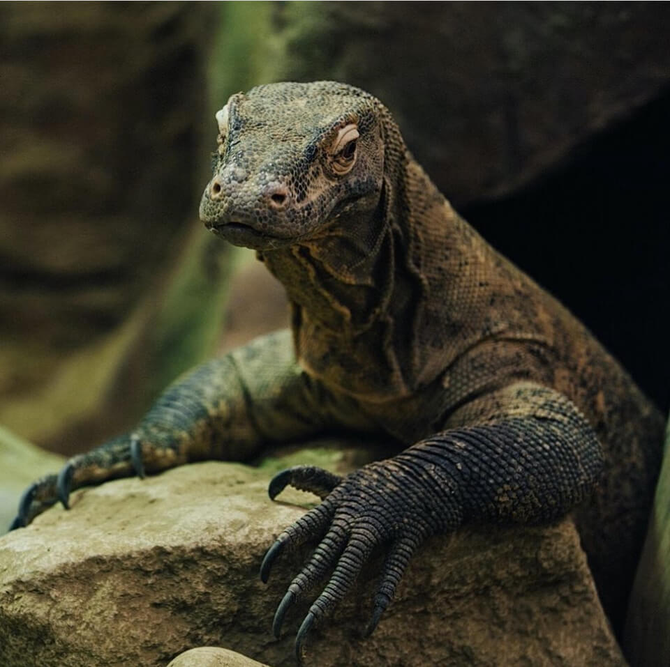 Imperdibles del Sudeste asiático: dragones de la isla Komodo