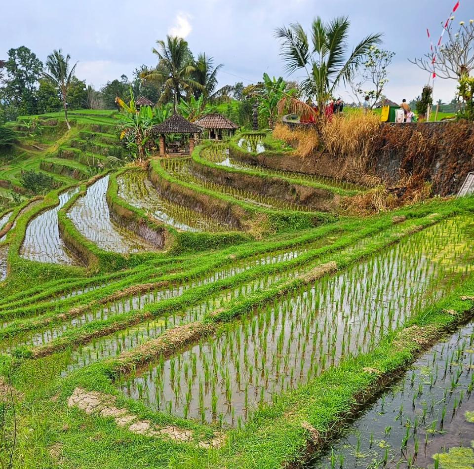 Qué hacer en Bali: ver los arrozales Jatiluwih