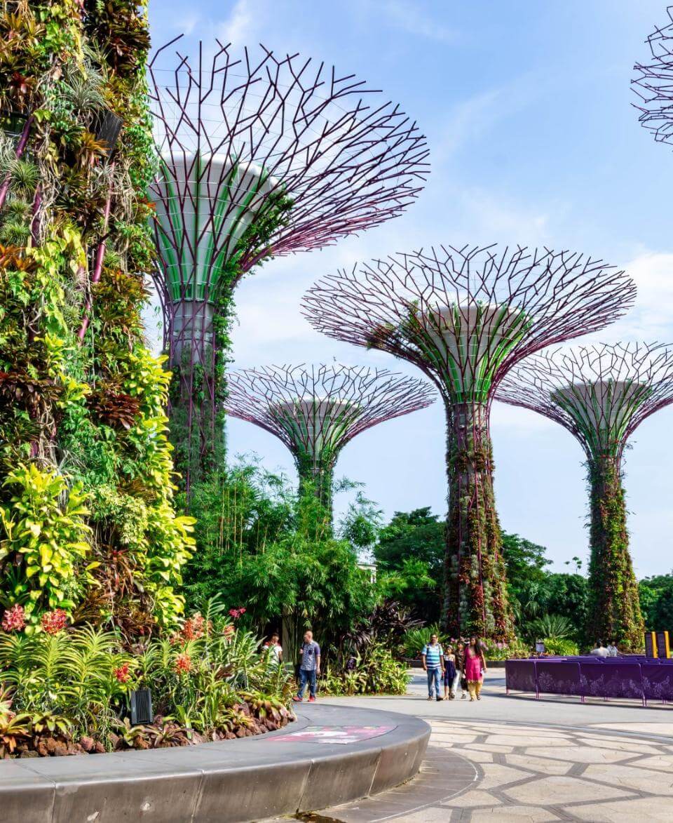 Cuánto cuesta visitar Singapur: Supertree Grove (Arboleda de los Superárboles)