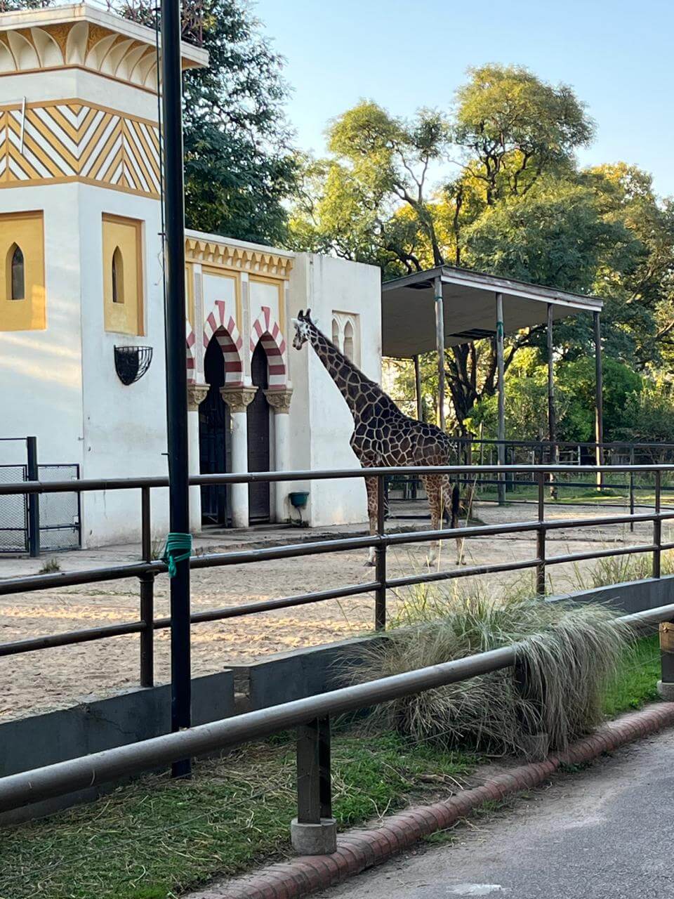 10 cosas para hacer gratis en Buenos Aires: Jirafa en el Ecoparque