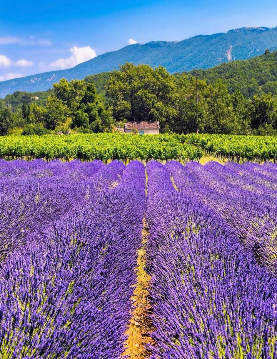 Explora la Provenza: naturaleza, pueblos encantadores y experiencias inolvidables